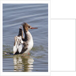 Red-Breasted Merganser female flapping wings by Anonymous