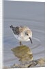 Western Sandpiper by Anonymous