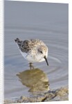 Western Sandpiper by Anonymous
