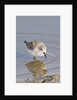 Western Sandpiper by Anonymous