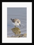 Western Sandpiper by Anonymous