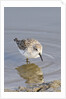 Western Sandpiper by Anonymous