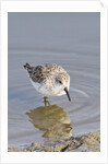 Western Sandpiper by Anonymous