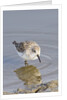 Western Sandpiper by Anonymous