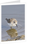 Western Sandpiper by Anonymous