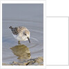 Western Sandpiper by Anonymous