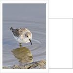 Western Sandpiper by Anonymous