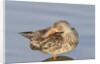 Female Northern Shoveler Duck resting in the water by Anonymous