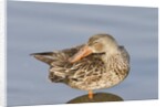 Female Northern Shoveler Duck resting in the water by Anonymous