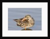 Female Northern Shoveler Duck resting in the water by Anonymous