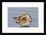 Female Northern Shoveler Duck resting in the water by Anonymous