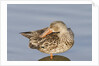 Female Northern Shoveler Duck resting in the water by Anonymous
