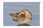 Female Northern Shoveler Duck resting in the water by Anonymous