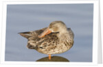 Female Northern Shoveler Duck resting in the water by Anonymous