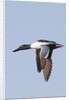 Male Northern Shoveler in flight by Anonymous