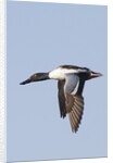 Male Northern Shoveler in flight by Anonymous