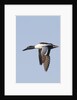 Male Northern Shoveler in flight by Anonymous