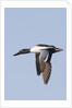 Male Northern Shoveler in flight by Anonymous