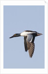 Male Northern Shoveler in flight by Anonymous