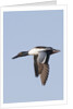 Male Northern Shoveler in flight by Anonymous
