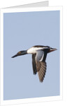 Male Northern Shoveler in flight by Anonymous