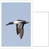 Male Northern Shoveler in flight by Anonymous