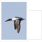 Male Northern Shoveler in flight by Anonymous