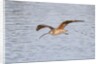 Long-Billed Curlew flying by Anonymous