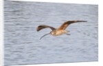 Long-Billed Curlew flying by Anonymous