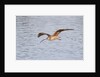 Long-Billed Curlew flying by Anonymous