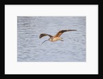 Long-Billed Curlew flying by Anonymous