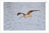 Long-Billed Curlew flying by Anonymous
