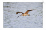 Long-Billed Curlew flying by Anonymous