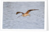 Long-Billed Curlew flying by Anonymous