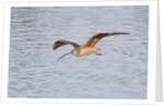 Long-Billed Curlew flying by Anonymous