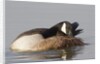 Canada Goose grooming its feathers by Anonymous