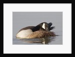 Canada Goose grooming its feathers by Anonymous