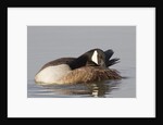 Canada Goose grooming its feathers by Corbis