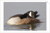 Canada Goose grooming its feathers by Anonymous