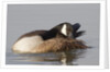 Canada Goose grooming its feathers by Anonymous