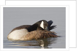 Canada Goose grooming its feathers by Anonymous