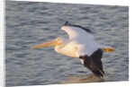 American White Pelican flying by Anonymous
