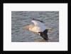 American White Pelican flying by Anonymous