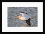 American White Pelican flying by Anonymous