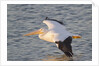 American White Pelican flying by Anonymous