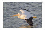 American White Pelican flying by Anonymous