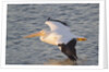American White Pelican flying by Anonymous