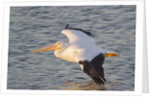 American White Pelican flying by Anonymous