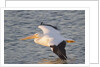 American White Pelican flying by Anonymous