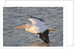 American White Pelican flying by Anonymous